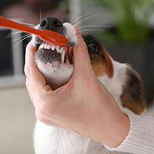 toothbrush held to dog's teeth